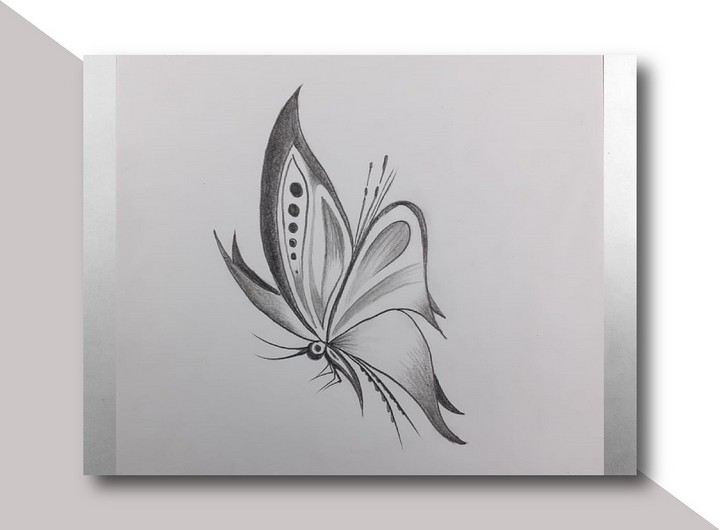 Butterfly Pencil Art Drawing