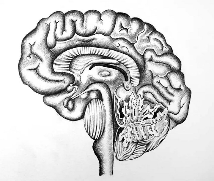 How To Draw A Brain Easy