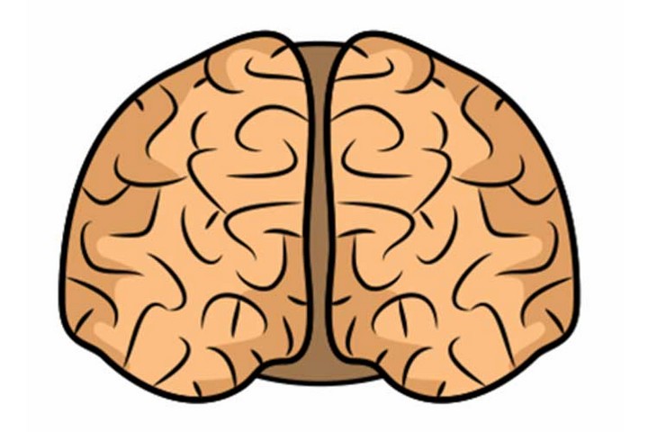 How To Draw A Brain Step By Step