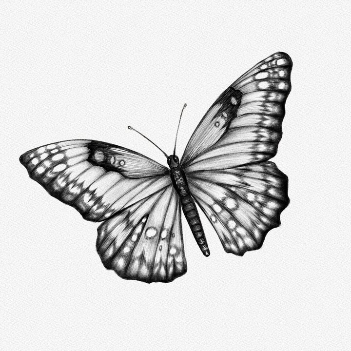 How To Draw A Butterfly A Step By Step