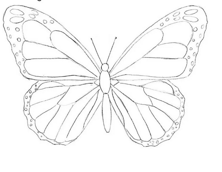 How To Draw A Butterfly For Beginners