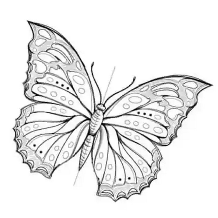 How To Draw A Butterfly Step By Step