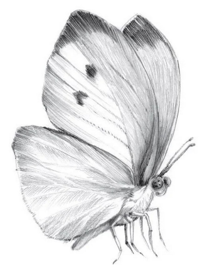 How To Draw A Butterfly With A Pencil