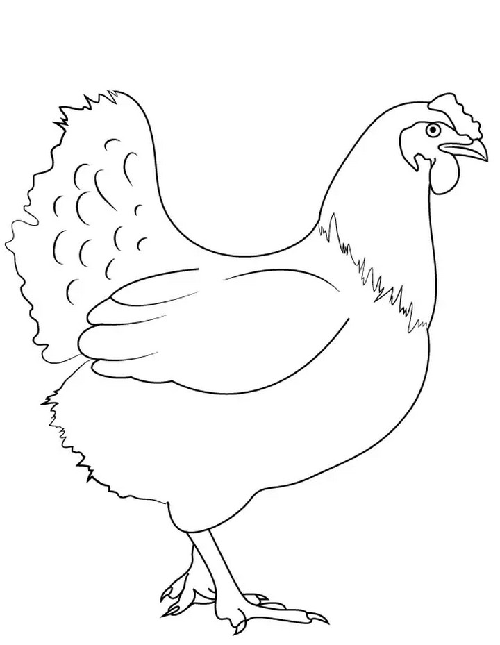 How To Draw A Chicken 1