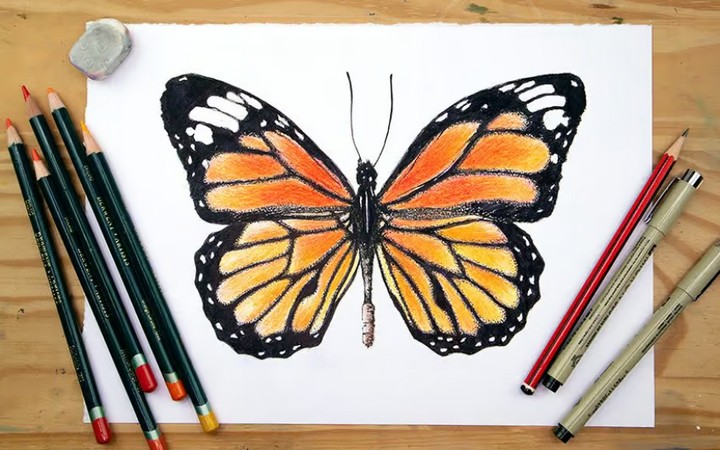 How To Draw A Monarch Butterfly Realistic Drawing