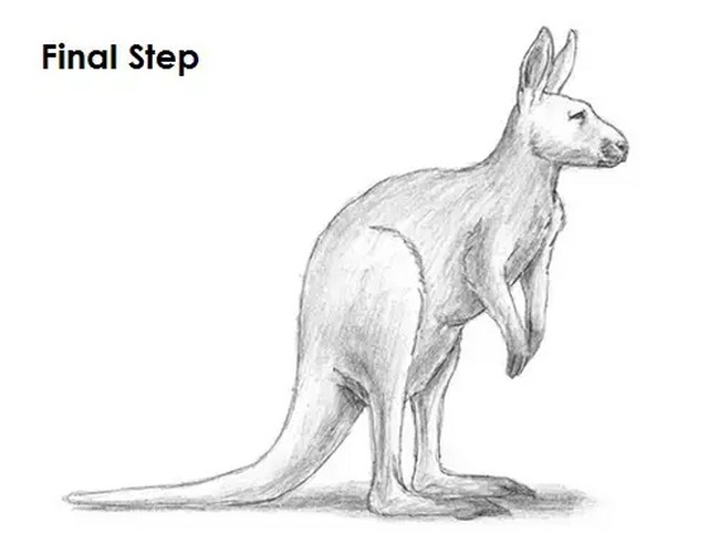 Kangaroo For The Experienced Artist