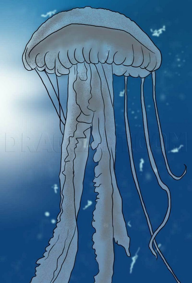 Jellyfish Drawing Tutorial