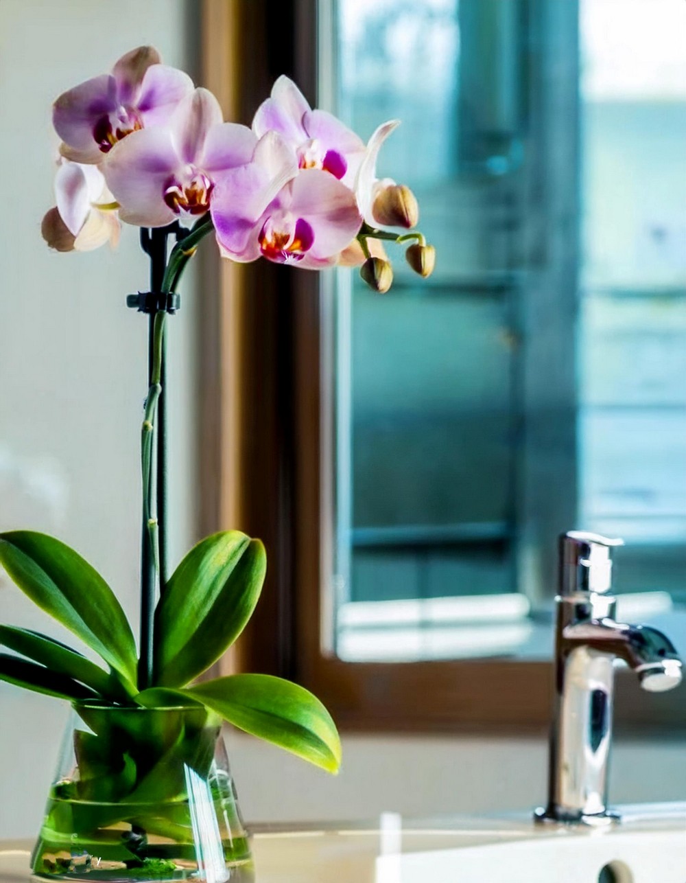 Orchid in Glass Vase